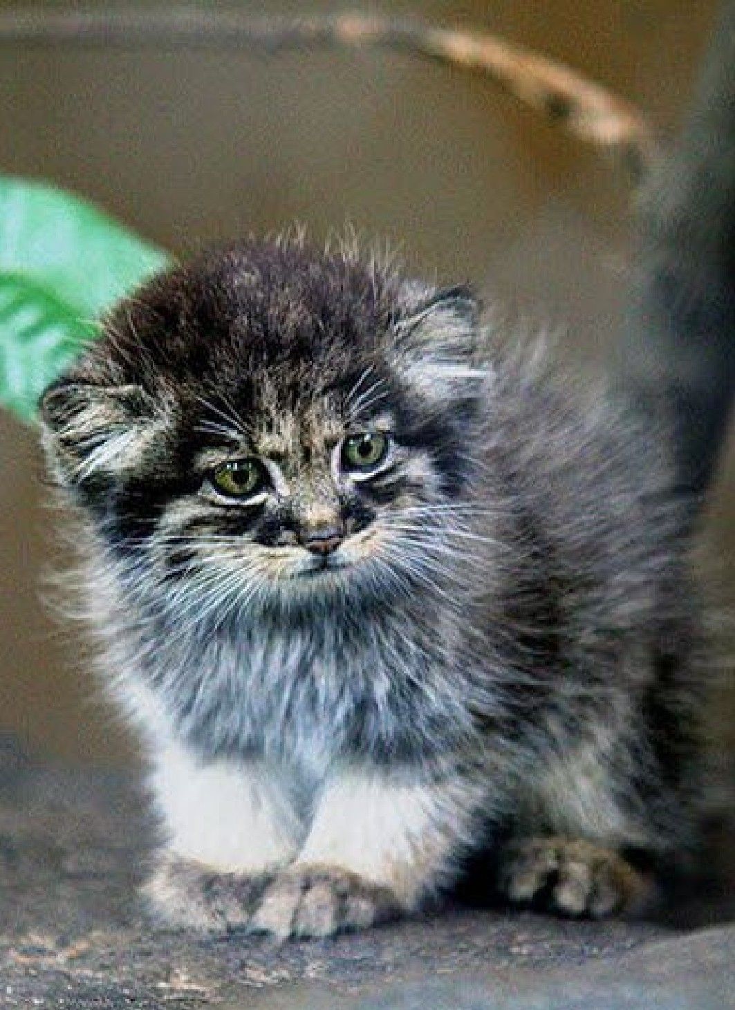 манул купить котенка цена фото